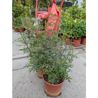 霏霏園藝 芳香萬壽菊 6吋盆 (目前挑有花苞) - 居家芳香 驅蚊蟲 易於照料, 1個