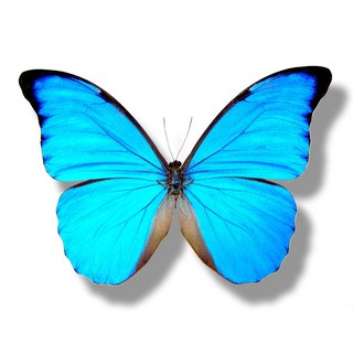 蟲新發現 蝴蝶標本A1 摩爾弗蝶 未展翅乾貨 昆蟲標本 收藏品