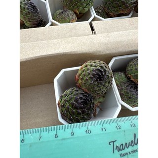 MC多肉園 嚴選韓國進口多肉植物 多款選項 療癒盆栽 綠植, 1個, 萊茵河