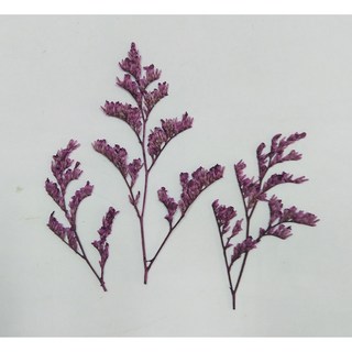 乾燥染色卡斯比亞植物標本 押花畫手作DIY材料