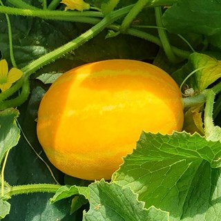 세모농 고당도 성주 참외 베타카로틴 꿀참외, 1박스, 베타카로틴 참외 2kg