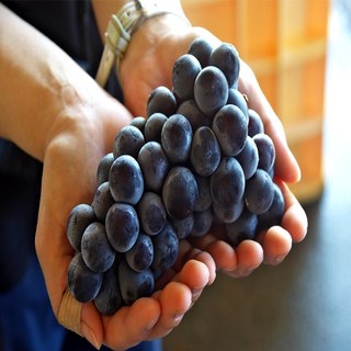 일등농수산 국내산 겨울포도 세르단포도, 1개, 500g 2송이