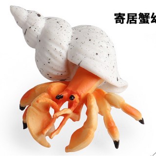 SPG 隨草憶境 （2款小號）仿真寄居蟹模型 白住房節肢動物 海洋動物模型 兒童益智玩具, 1個, 白紋殼小寄居蟹