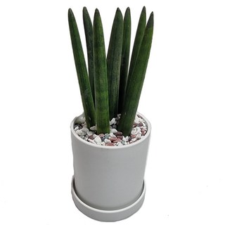 도도팜 화이트화분 스투키 산세베리아 몬스테라 호야 테이블야자 보석금전수 율마 녹보수 아이비식물 고무나무 오렌지자스민 파키라 지리홍 문샤인 스킨답서스 블루버드 맛상 천냥금, 1개, 01. 화이트 스투키 1개