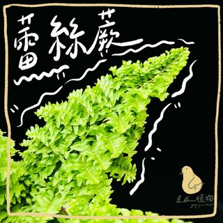 歪皮植物 蕾絲蕨小品盆栽，新手入門觀葉雨林植物，居家辦公室綠植交換禮物首選, 1個
