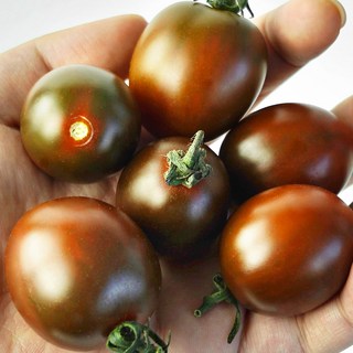 [프레시데이] 새콤달콤 프리미엄 흑대추 방울토마토 선별정품, 1개, 3kg