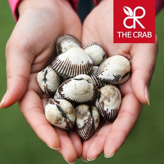 국내산 새꼬막 1kg 벌교 꼬막 피꼬막, 1개, 피꼬막 1kg