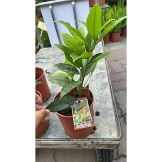 霏霏園藝 早紅桂花 特價中 5吋盆栽 庭院植物 濃郁花香