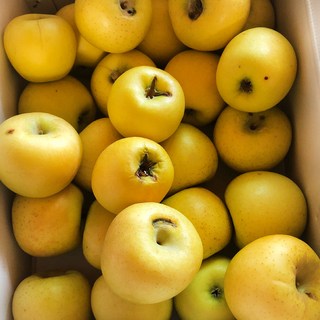시나노골드 사과 쥬스용 10kg 못난이 가정용 흠집 기스 혼합 흠과 크기랜덤 박스포함, 1박스, 시나노골드10kg 랜덤/혼합/주스용/박스포함