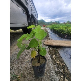 霏霏園藝麝香木盆栽 清新香氣 容易照顧 居家辦公室綠植盆栽 特價79元, 1個