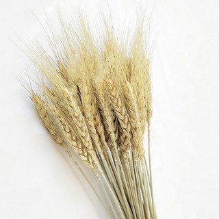 原色麥穗35支裝 - 自然乾燥花材，居家裝飾，田園風格，DIY花藝素材, 原色