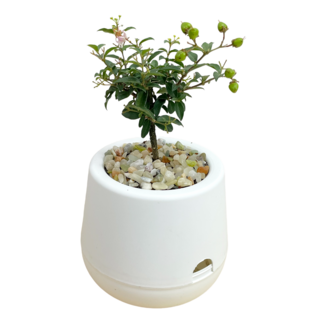 小品文化 李氏櫻桃 3吋雪胖免澆水盆栽, 白色盆子, 1個