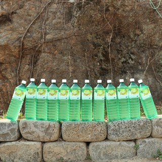 지리산 고로쇠 수액물, 12개, 1.5L