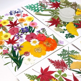 【繽紛花葉系列】花包組合 真花壓花 永生花 森林系 少女寫真 壁畫 DIY水晶滴膠 乾燥花 植物標本, 綜合花盒,量大諮詢