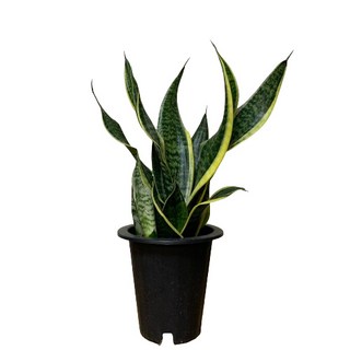 : 플라워뱅크 : 산세베리아_fb007, 1개