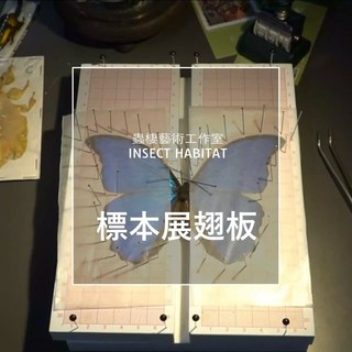 標本展翅板 蝴蝶標本展翅輔助工具 間隙可調 特殊材質, 1個