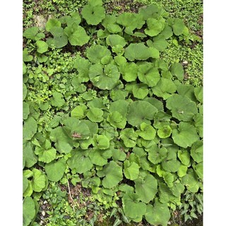 苔鑽 臺灣款冬 台灣蜂斗菜 山菊 雨林植物 草本植物 觀葉植物 微景觀生態瓶 盆栽 辦公室小品, 1個, 1株-台灣款冬（山菊，裸根寄送）,約5-35公分（隨機出貨）