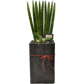 스투키 대형 (당일배송) 승진축하화분 실내공기정화식물 전국화분배달 카페 식당 병원 사무실 개업화분, 대형)스투키, 1개