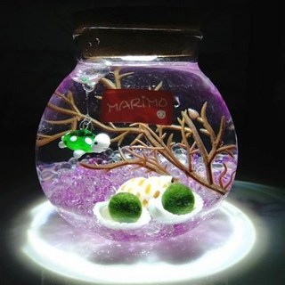 海藻球水培植物微景觀生態瓶苔蘚盆栽玻璃瓶 (包郵), 烏龜帶燈（水晶粉 2歲2個）, 1個