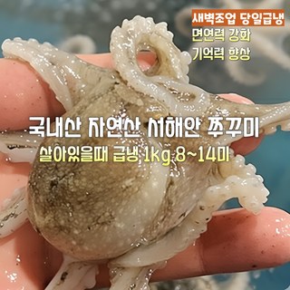[산지직송] 국내산 자연산 서해안 새벽조업 살아있을때얼린 급냉 쭈꾸미 1kg 8~14미. 2kg 16~28미 재철생선 선물용 가정용, 1박스, 살아있을때얼린 급냉 쭈꾸미 1kg 8~14미