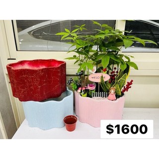 霏霏園藝 招財樹（搖錢樹）開幕 辦公禮品 擺件, 1600元顏色可以選盆顏色