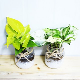 수경재배식물 모음 몬스테라수경재배 아이비 아레카야자 테이블야자 극락조 알로카시아 스킨답서스 스파트필름 키우기, A12 아레카, 1개