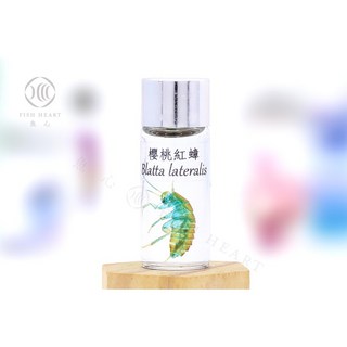 魚心標本藝術 透明生物標本 - 櫻桃紅蟑 Blatta lateralis，辦公室療癒小物，趣味科學擺飾, 1個