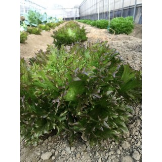 【野菜部屋】SUNTECH SEED 火鳳凰萵苣種子 LE4725 葉形特殊 脆 口味佳 13克, 1包