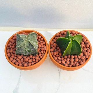 농장직송 산아래 다육이 생명력최고 키우기쉬운 공기정화 전자파차단 다육 식물 난봉옥2개 선인장, 2개