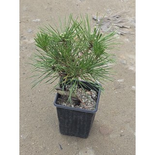 해송 소나무 01번 귀여운 월동가능식물, 1개