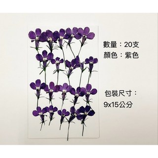 六倍利乾燥押花材料 植物標本 手作DIY押花畫 紫色小花 20支裝, 六倍利帶梗（小包裝）紫色