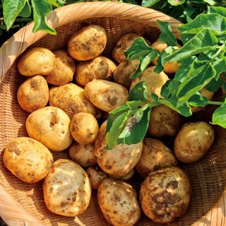 수미 감자 국내산 포슬포슬 명품 햇감자 가정용 선물용 추천 디아머스, 1개, 3kg(대)