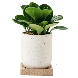 森林有塊田 辦公室植物, 白色, 1個