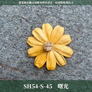 小雛菊花頭 單朵 乾燥花 迷你雛菊 DIY花材 居家裝飾, 45曙光