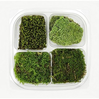 모듬 이끼 4종 세트 테라리움 재료 DIY 키트 키우기 1팩 비바리움 공기정화식물 천연이끼, 비단+깃털, 비단+털깃털, 1개