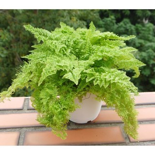 花樣渼栽盆栽生活館 蕾絲蕨 (4寸) (室內清淨空氣盆栽) 室內植物, 1個, 綠色