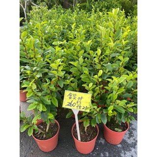 霏霏園藝含笑花 六吋盆栽 (帶花苞) 高度40-50公分 居家盆栽, 7吋260, 1個