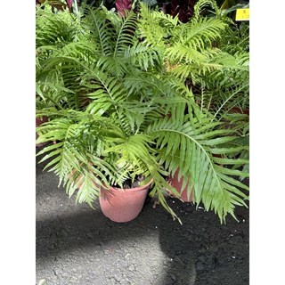 霏霏園藝美人蕨5-6吋盆栽 特價優惠 居家綠植盆栽推薦, 1個