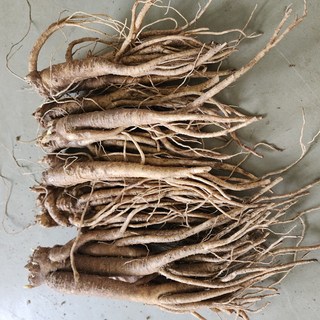 도라지 흙약도라지 햇도라지 국산 영주, 1개, 흙약도라지(중) 1kg