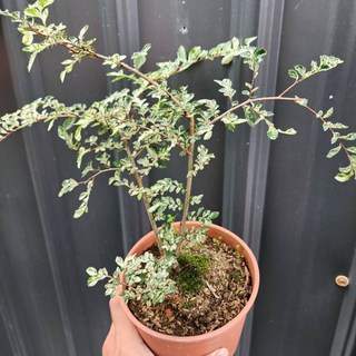 P老闆園藝 斑葉榆樹 3吋盆 5吋盆, 1個