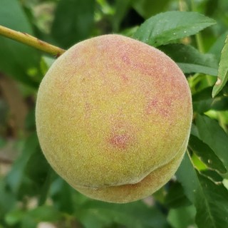 [충북농원] 개복숭아 까투리 나무 묘목 - 실생묘, 1개, 실생/2년생/상묘