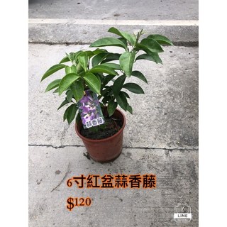 霏霏園藝蒜香藤6寸紅盆 驅蚊盆栽 花色鮮豔 居家園藝首選, 1個