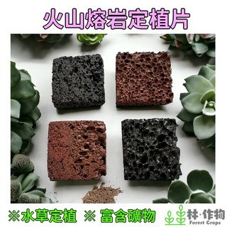 《林作物》台灣現貨/含發票 天然【火山岩定植片】富含礦物質 水草 定植 多孔性 火山岩切片 火山熔岩 火山岩片 火山岩, 5x5cm，厚度為1cm