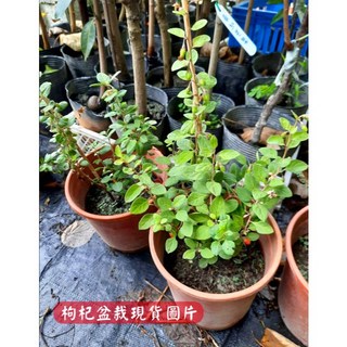 開花滿滿【寧夏7號】枸杞苗盆栽，無刺好種植，陽台盆栽推薦，觀賞食用兼具, 1個, 無刺枸杞苗