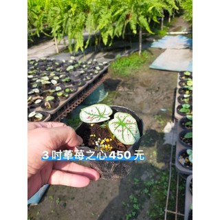 霏霏園藝3吋草莓之心盆栽 原價700元現在優惠450元 居家園藝首選, 1個