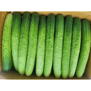 오이(백오이/백다다기) 2kg 4kg 8kg, 백오이(특) 4kg, 1개