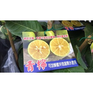 霏霏園藝嫁接青檸.4吋半盆栽 室內盆栽 陽台盆栽 新手盆栽, 1個