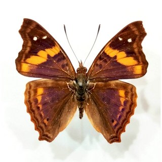 蟲新發現 蝴蝶標本A1 Doxocopa elis 未展翅乾貨 自然昆蟲標本 藝術創作素材, 1個