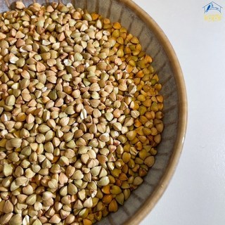 鸚鵡小木屋 純天然無殼蕎麥《認證款》倉鼠/兔子/天竺鼠適用, 1個