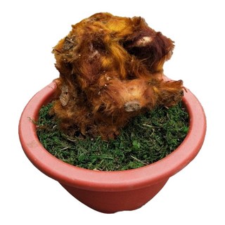 萬花叢 觀葉植物 金狗毛蕨 大顆 8吋盆 高約10-15cm, 紅色, 1個